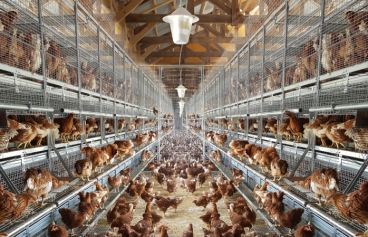 Libera Pullets